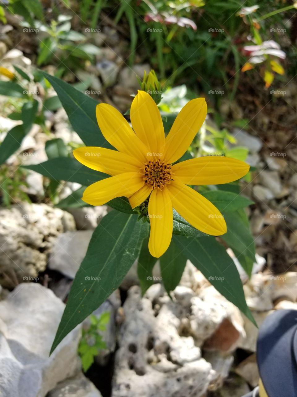 Yellow summer flower growing in the rocks