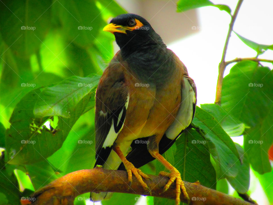 The common myna or Indian myna (Acridotheres tristis), sometimes spelled mynah, is a member of the family Sturnidae (starlings and mynas) native to Asia.
