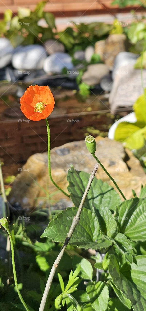 Birth flower for August is the beautiful and delicate Poppy