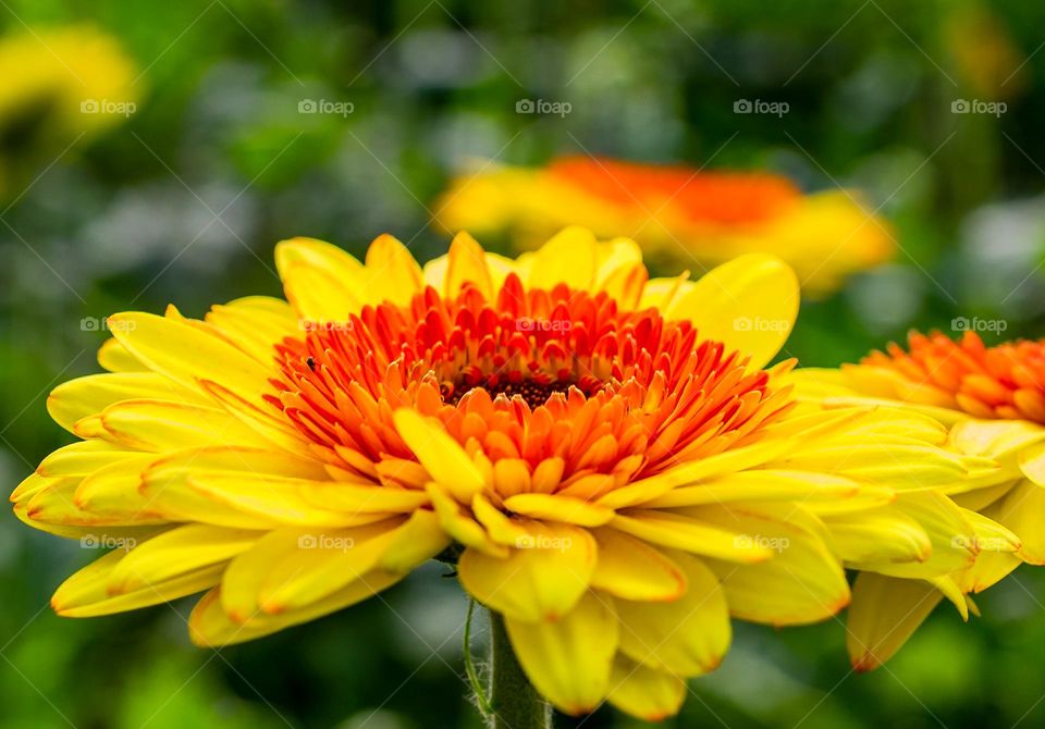Flor colorida. Flor amarela e laranja