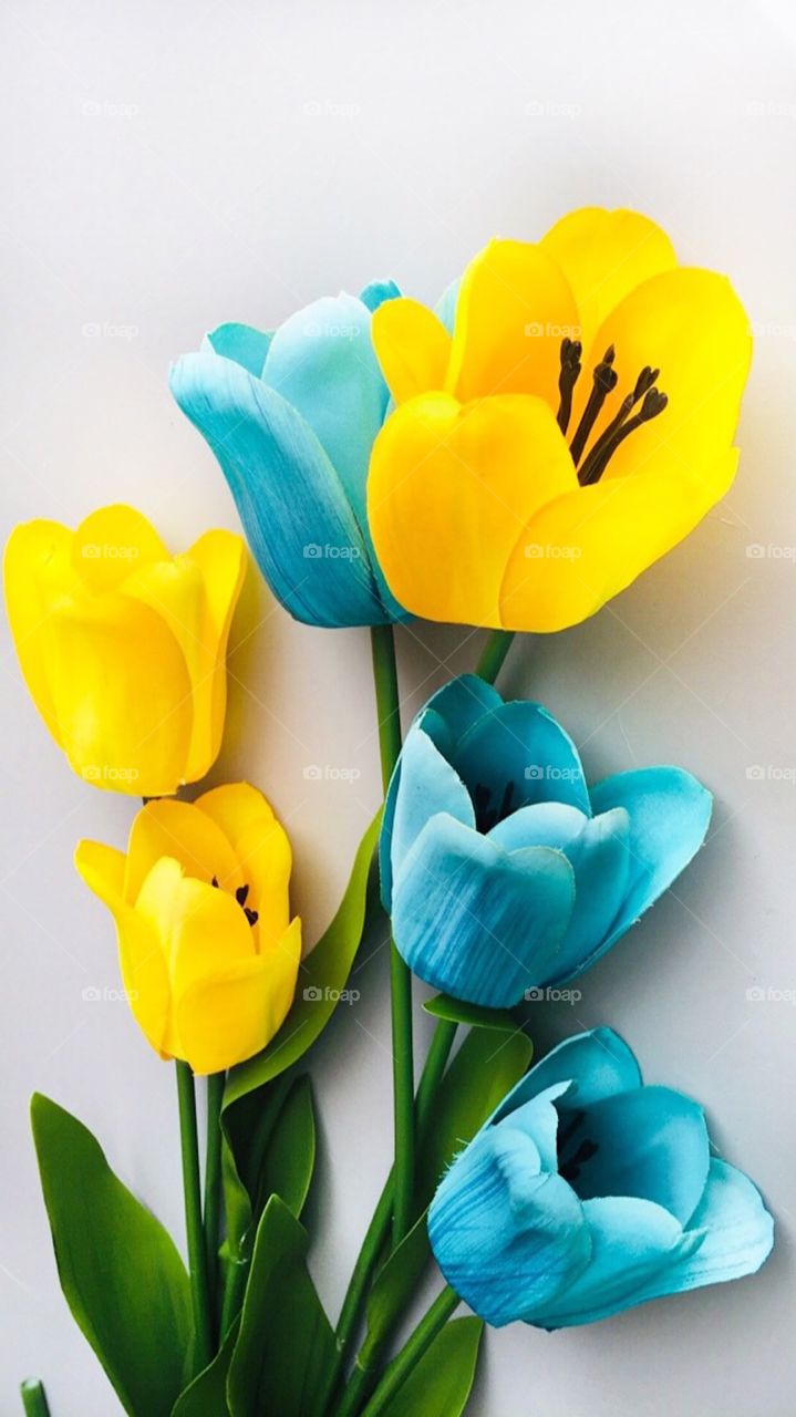 Yellow and Blue Tulips, Flowers, Bouquet