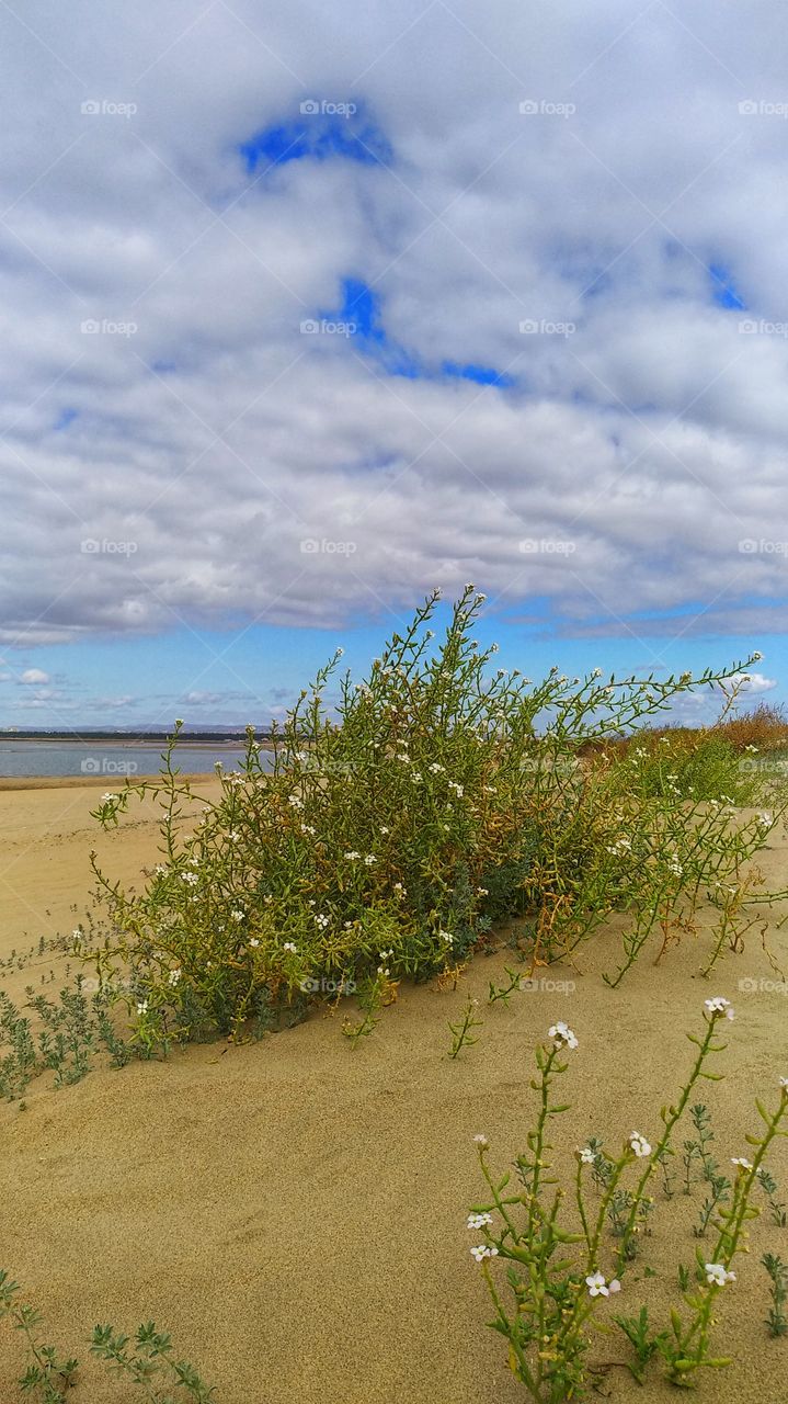 Cakile marítima in the beach