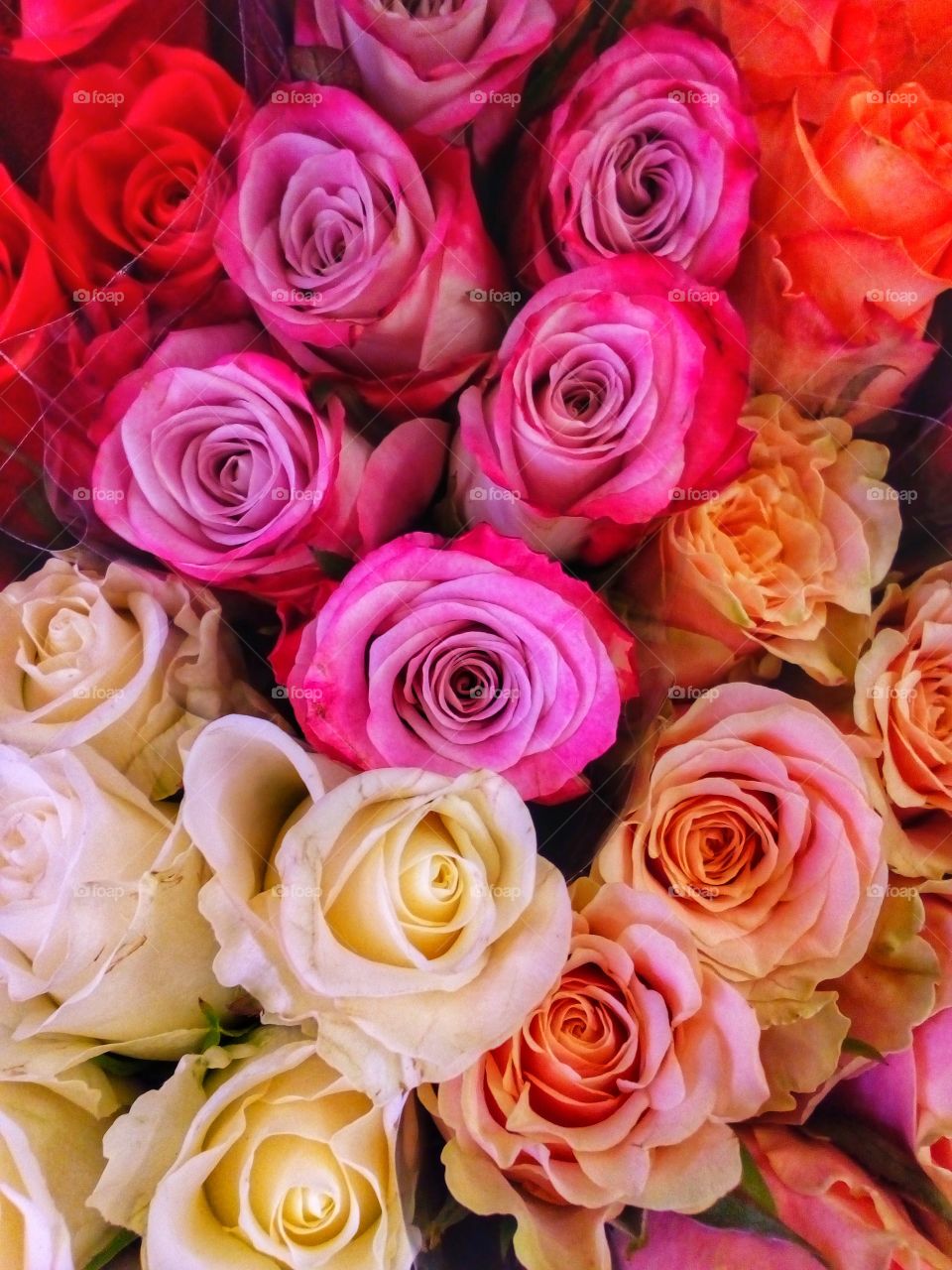 background and texture from rose and beautiful colors