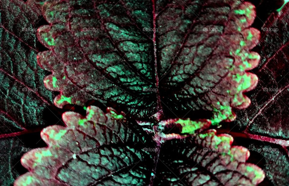 leaf color closeup