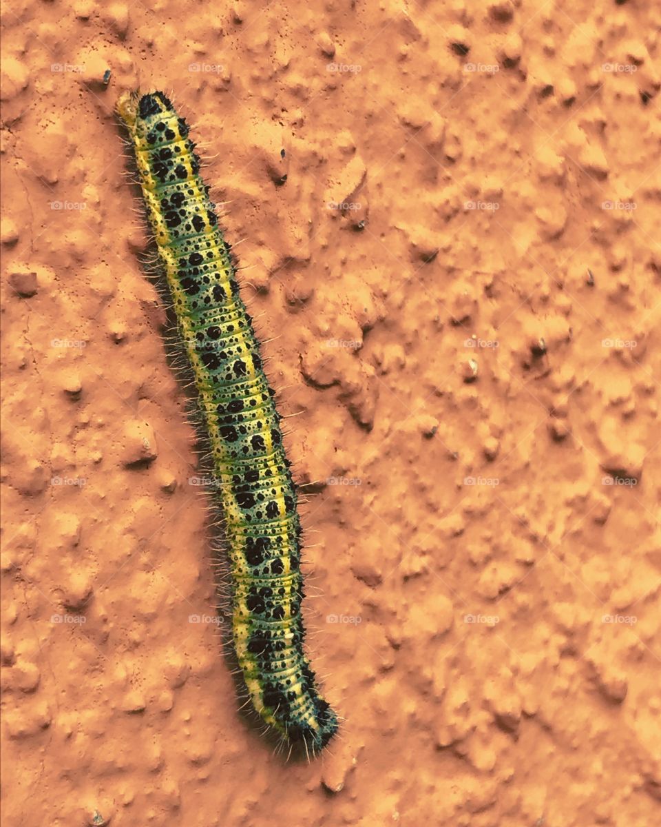Caterpillar