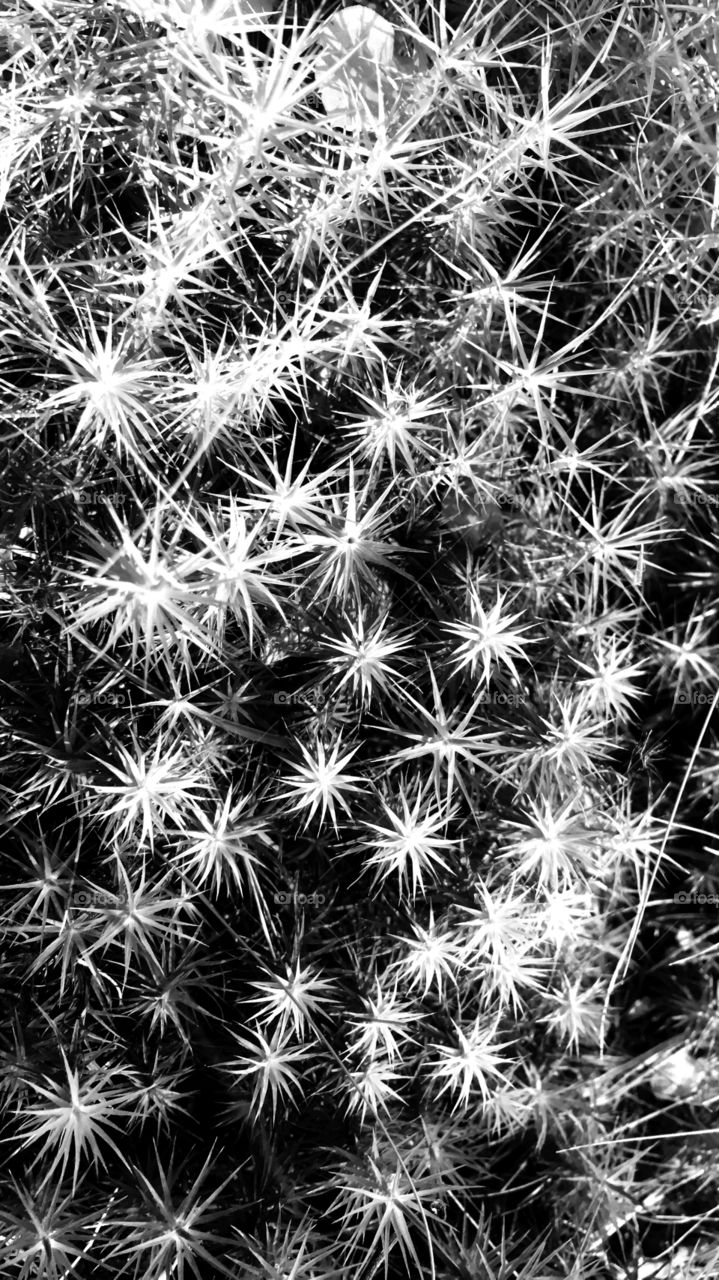 Juniper haircap moss