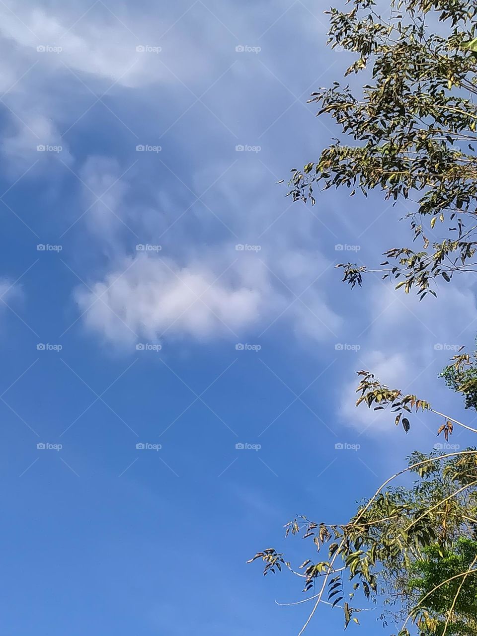 Sky and plants