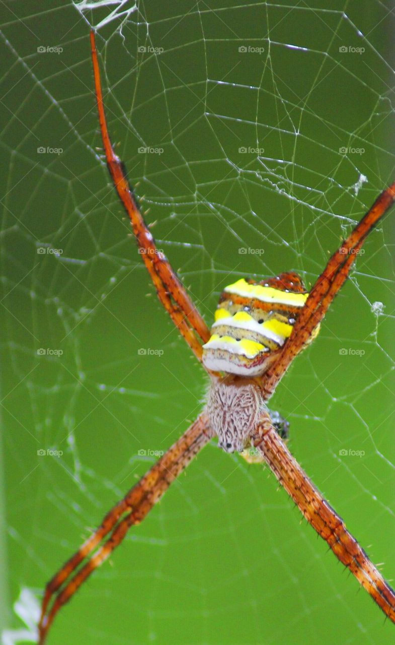 Spider on spider web