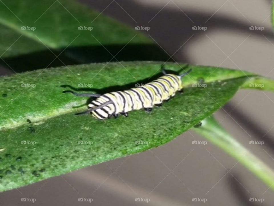 Monarch Caterpillar 3