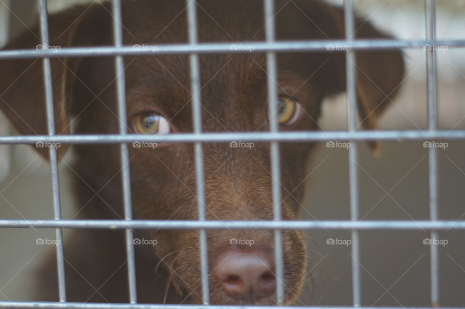 Street dog, puppy trapped in a cage, wandering what happens next...