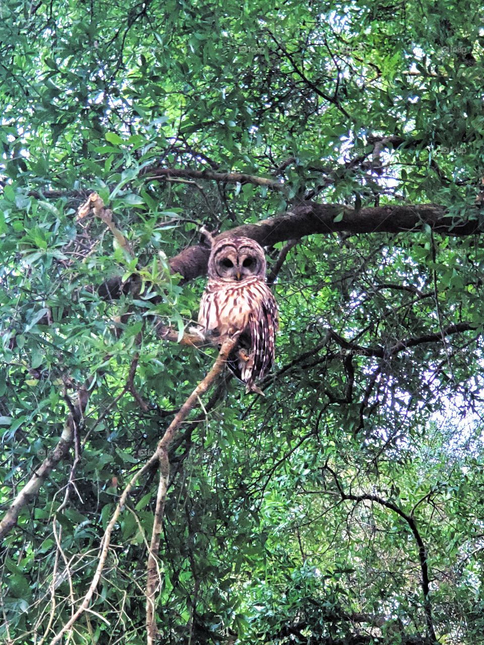 barred owl