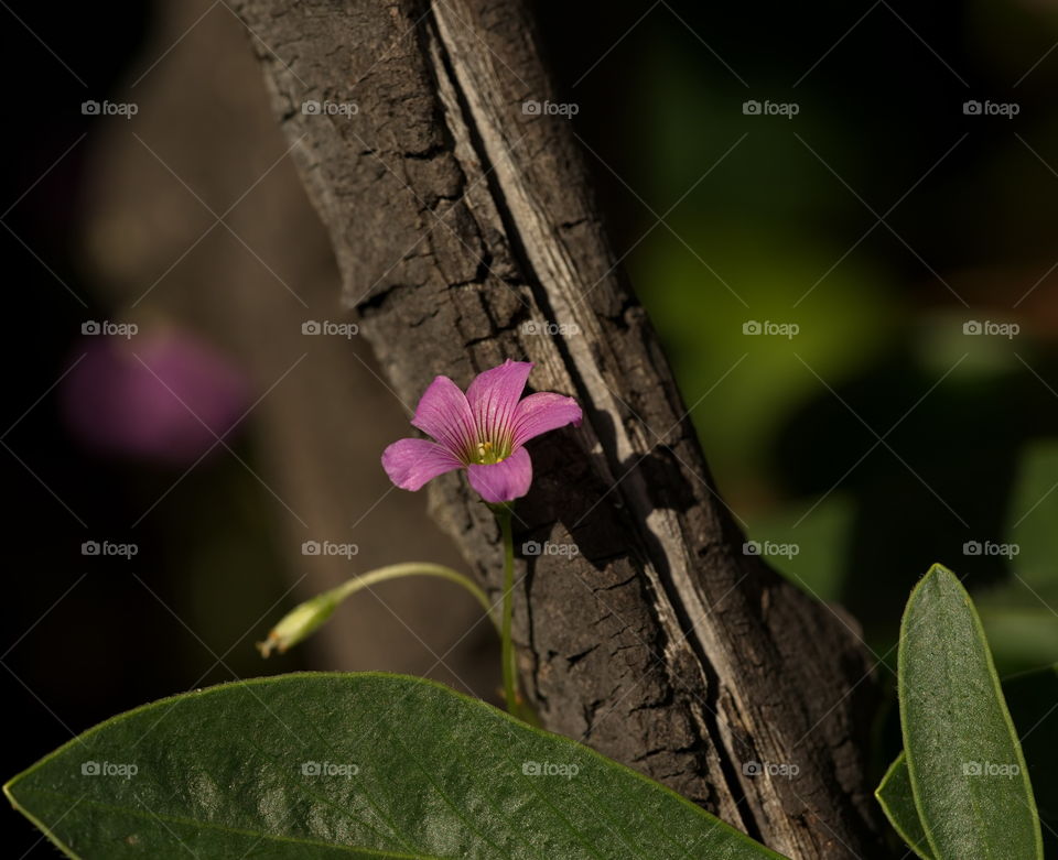 pink  flower closeup in a garden on a sunny day