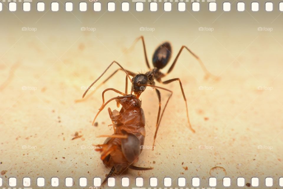 Ants and insects. first aid