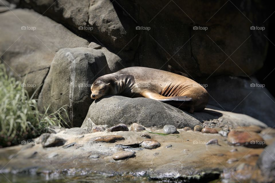Sea lion in the New York Aquarium