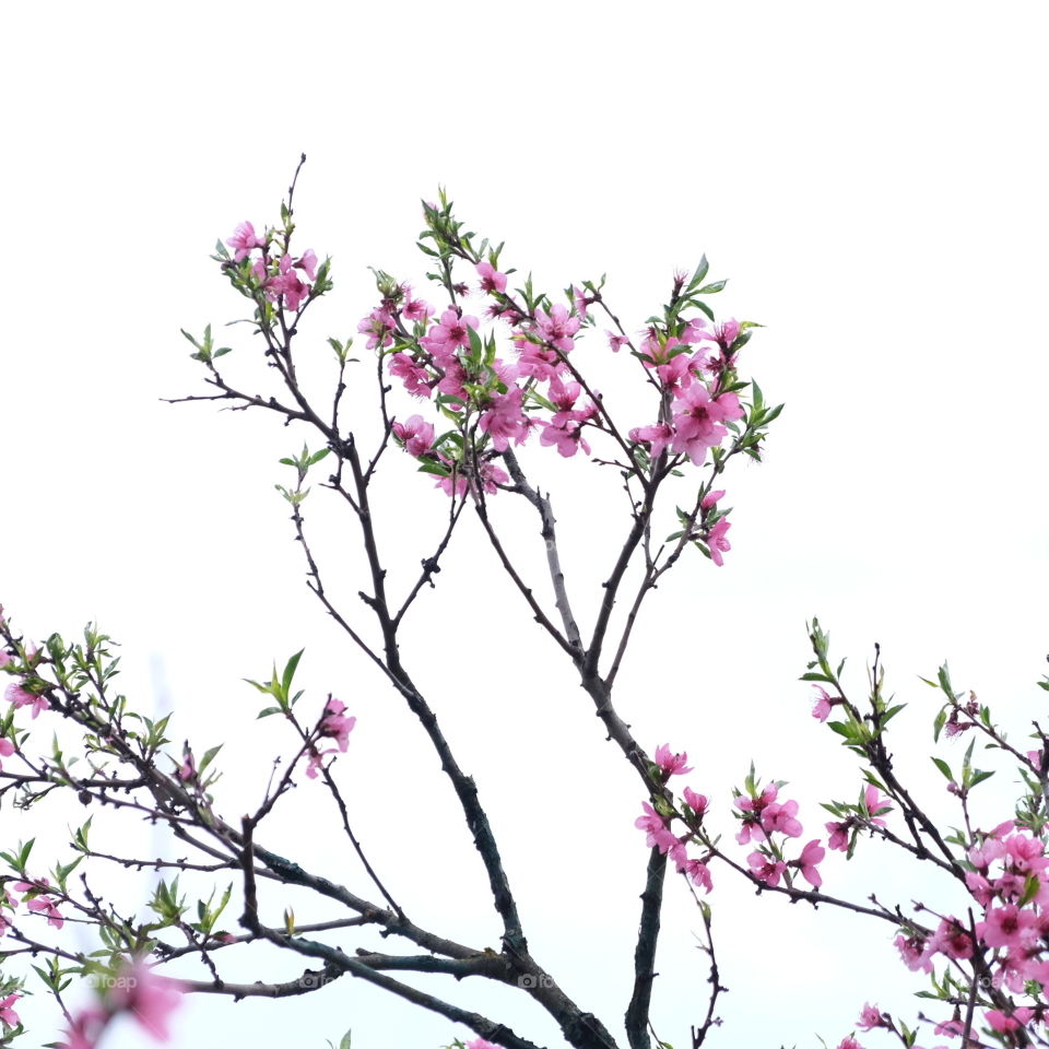 branches pink