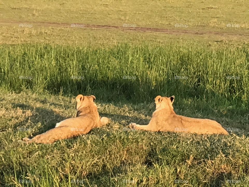 Two female lions contemplating a savannah  
