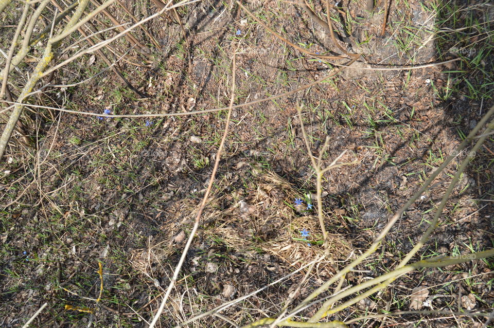 the first spring flowers