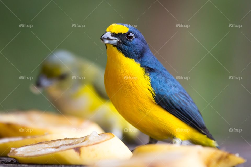 Yellow blue bird on a table. Small yellow blue bird on the table next to banana. Shiny feathers. Yellow throated euphonia. Euphonia hirundinacea