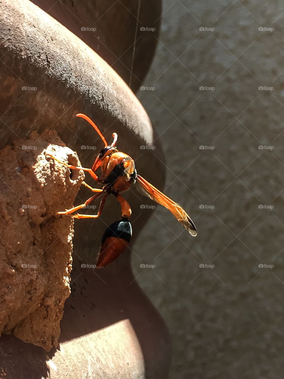 Large mud dauber wasp feeding larvae in mud nest