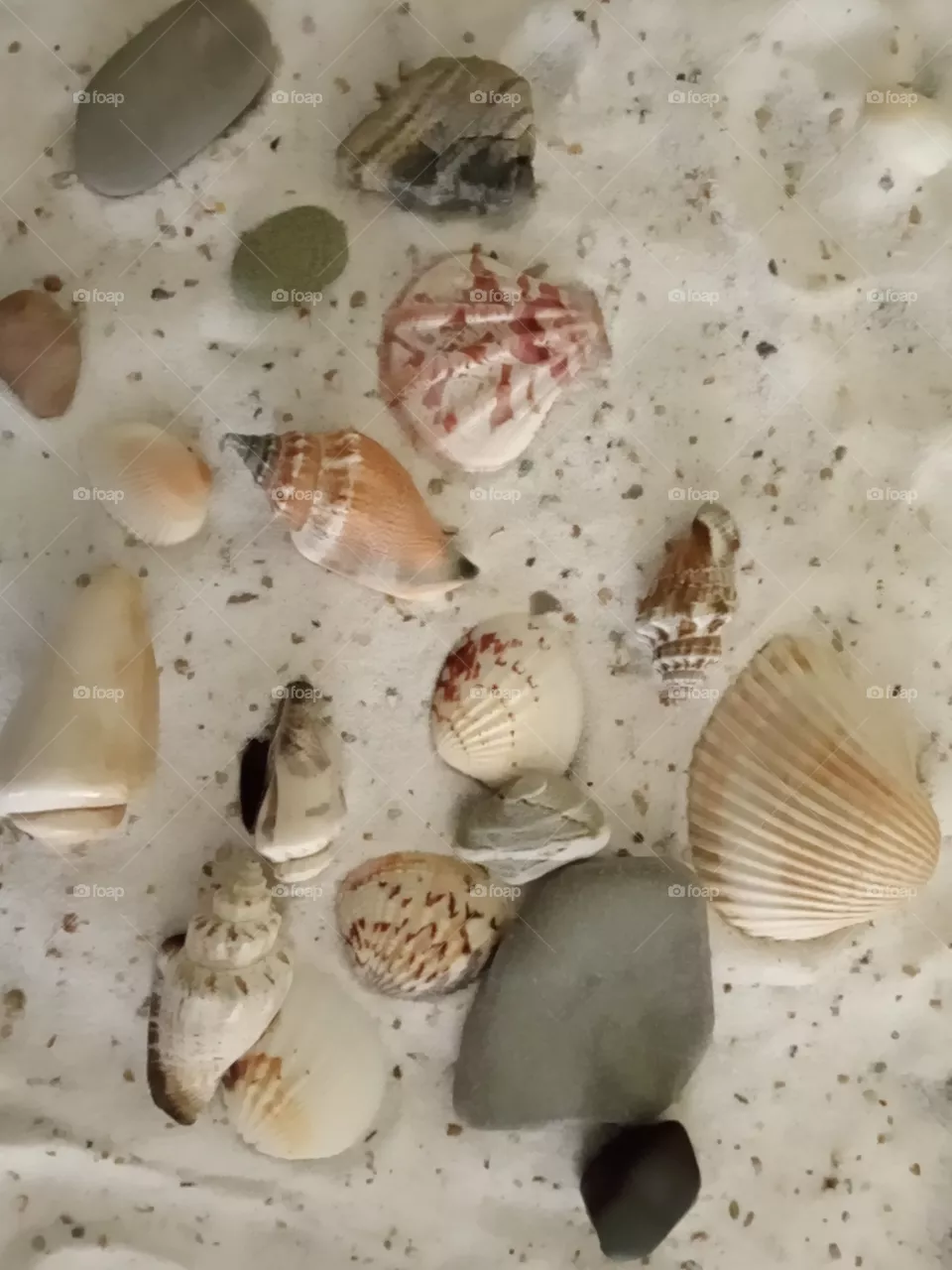 sea shells