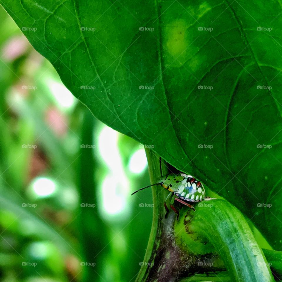 Green beetle on leaf