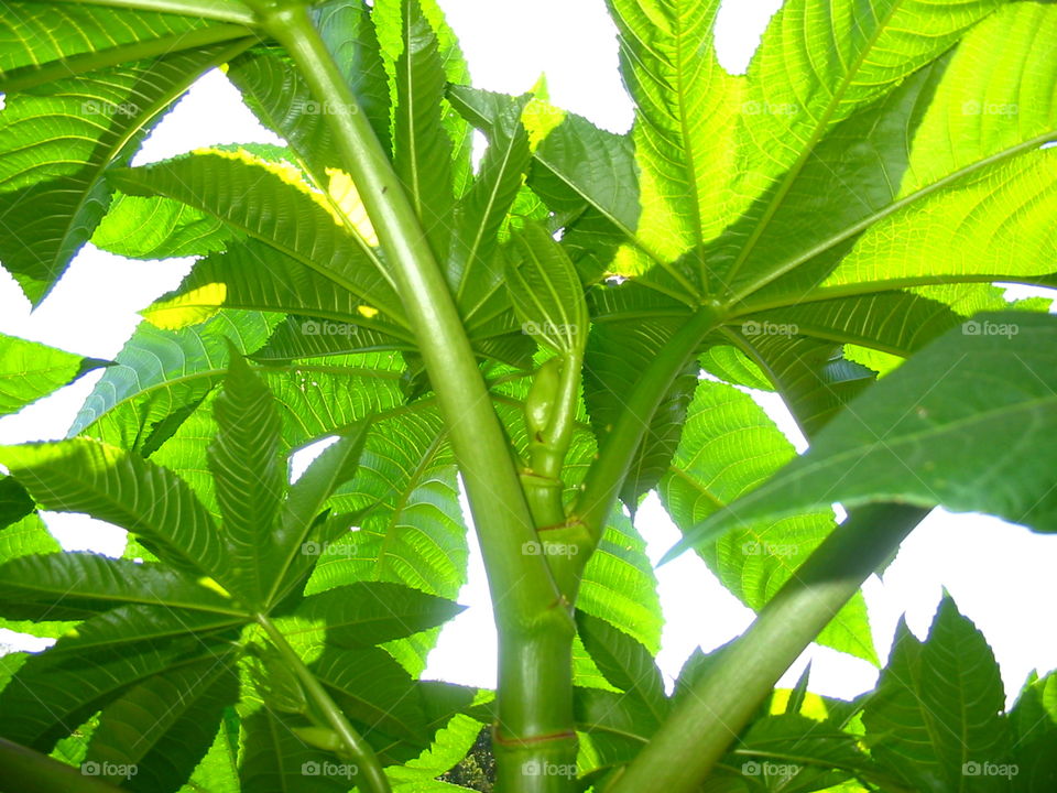 Garden plants