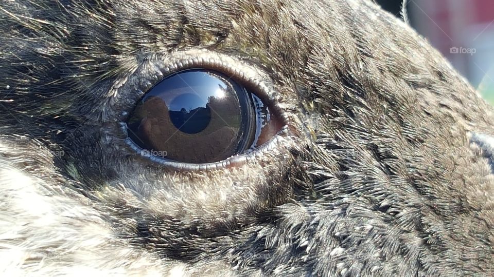 goose eye