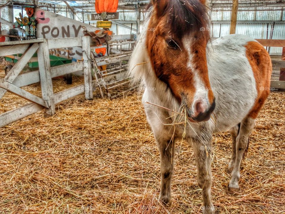 Pony Ride