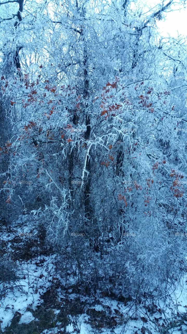 Frozen tree