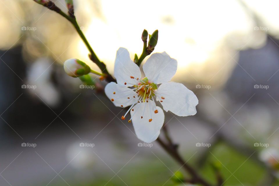 First flower with buds on branch with blurred background.  Harbingers of spring