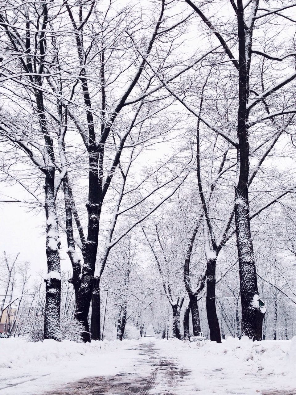 View of bare trees in forest