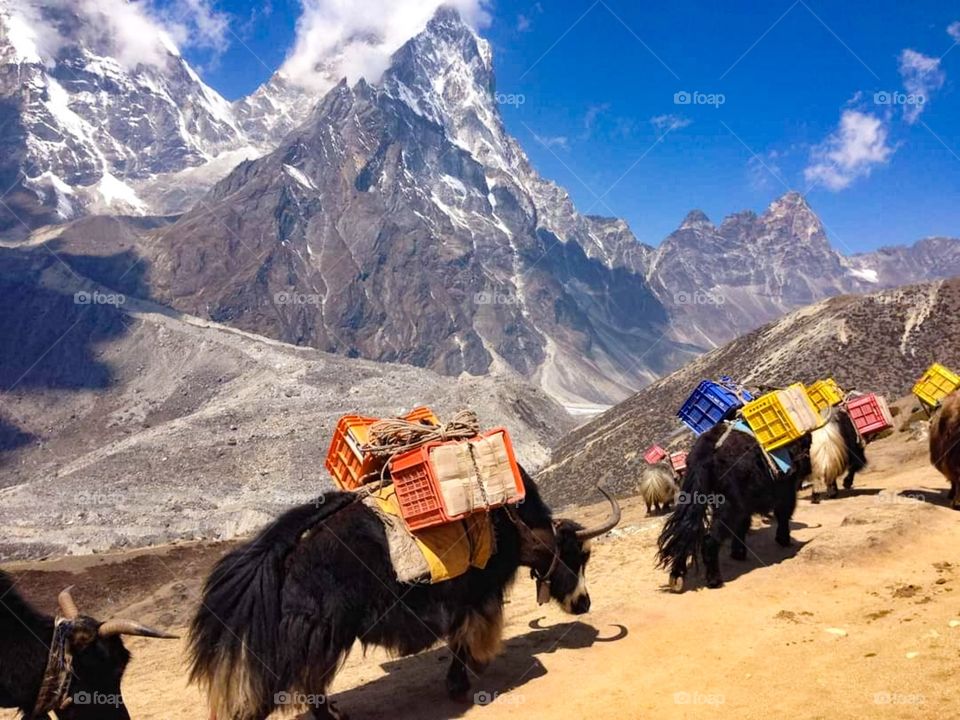 A yak train makes its way to Everest Base Camp. Taken on the Everest Base Camp Trek in Nepal.