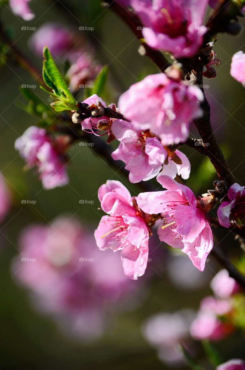 Cherry tree blossom 🌸