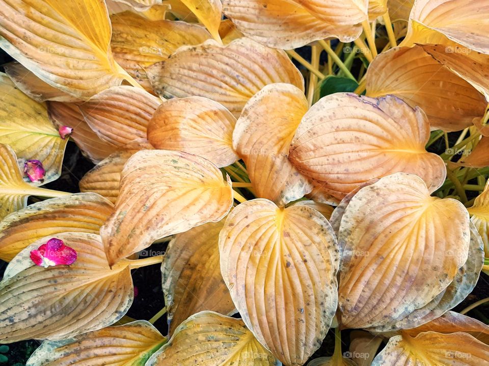 Close-up of the leaves of a hosta with autumn colors
