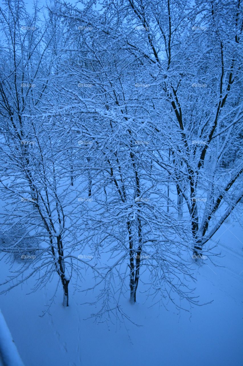 Winter, Snow, Tree, Cold, Frost