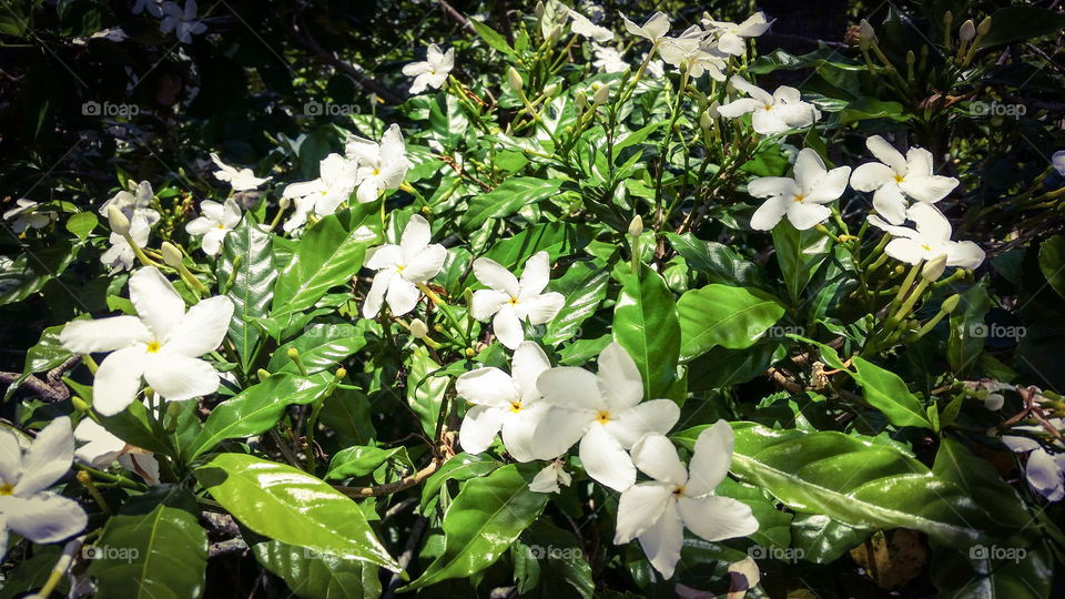 White blooms