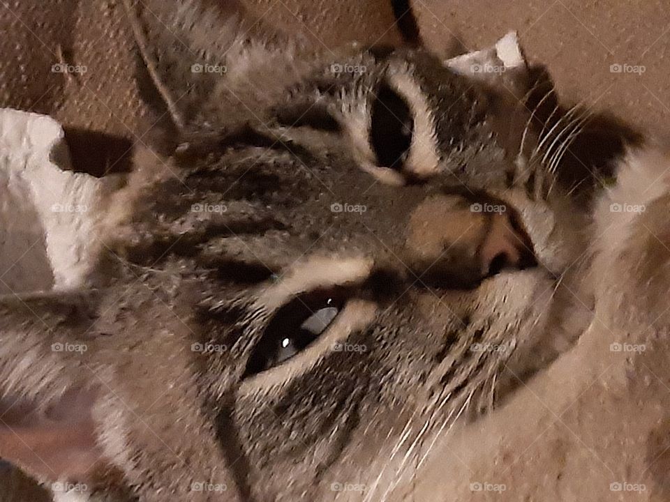 looking my cat in the eye