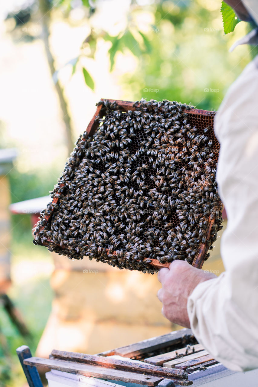 Beekeeper working in apiary, drawing out the honeycomb with bees and honey on it from a hive . Real people, authentic situations