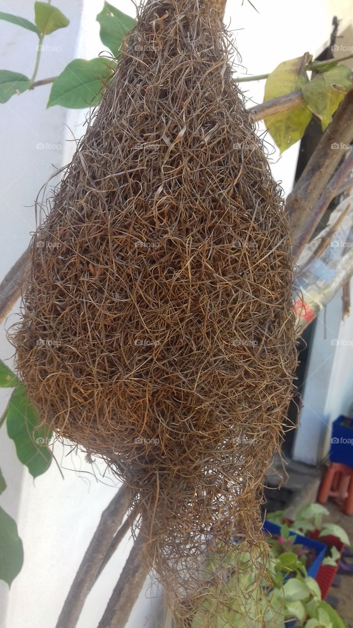 Food, Straw, Nature, Nest, No Person