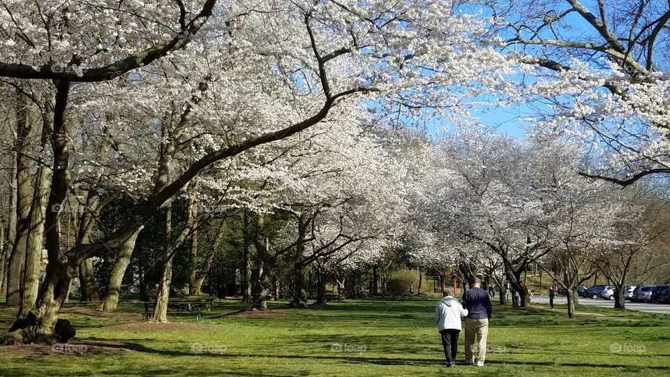Old couple walking in the park while enjoying cherry blossom in the Spring