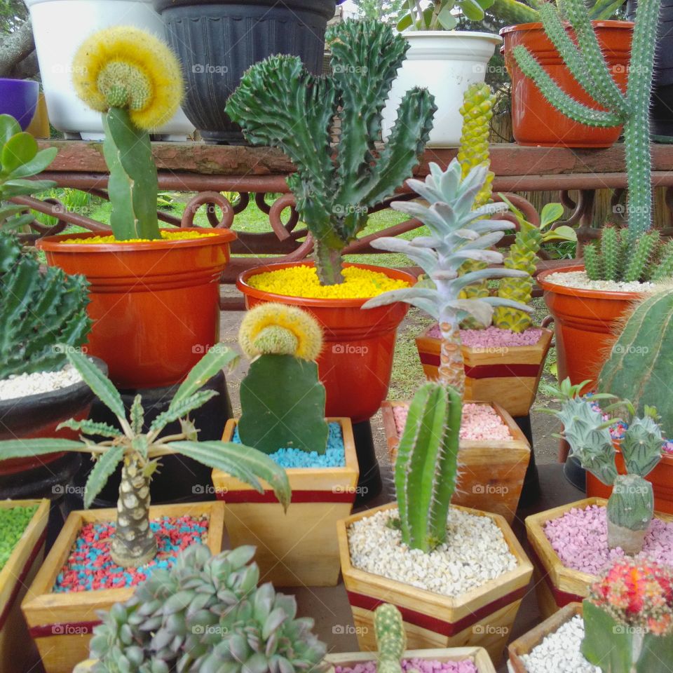 cactus and succulent