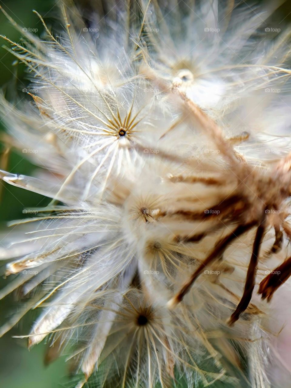 closeup of coat button seeds. The seeds of Tridax procumbens,marco photography.
