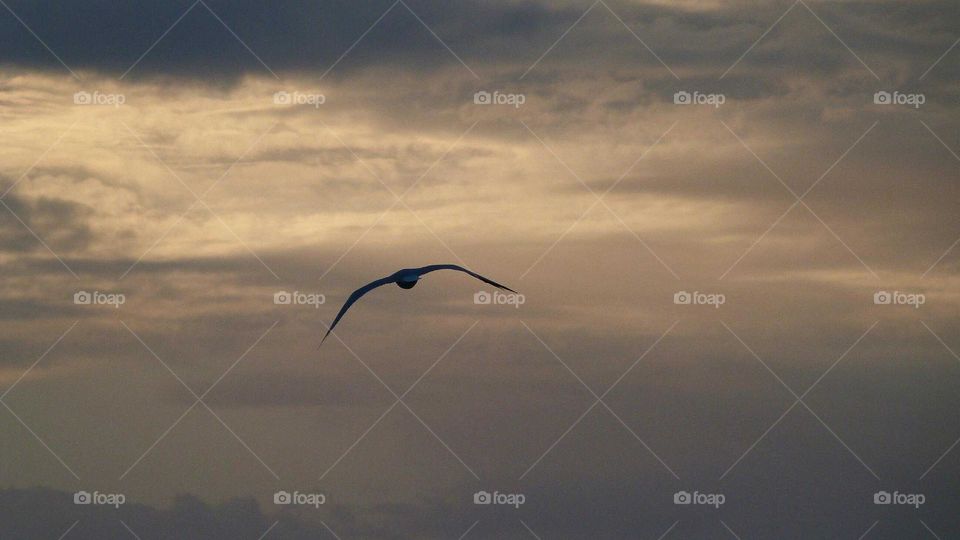 Flying seagull