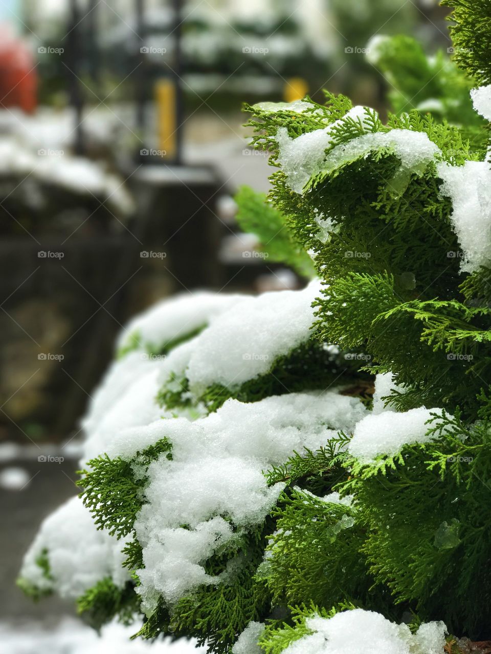 Snow in Japan