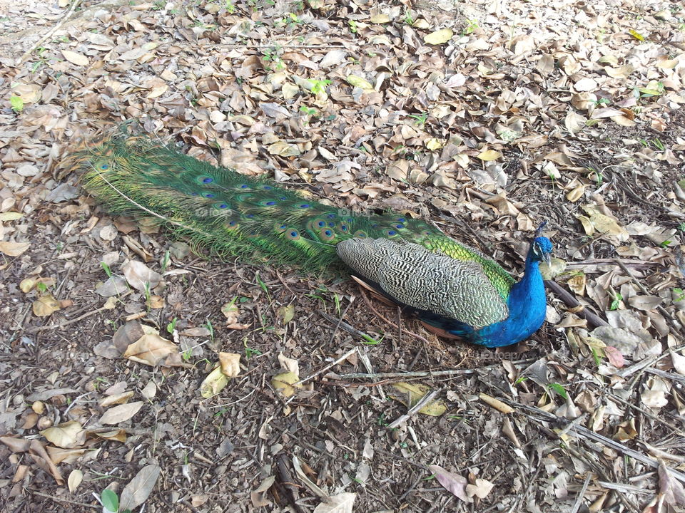Peacock