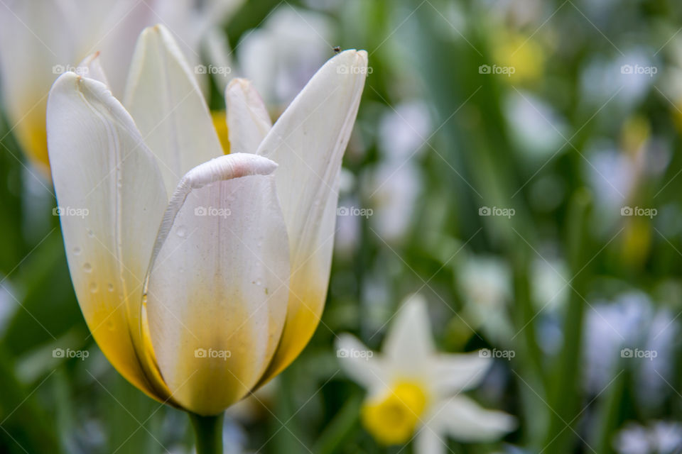 Tulips in the rain