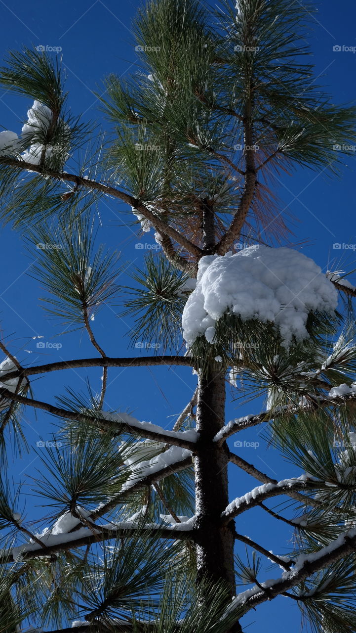 Fresh snow