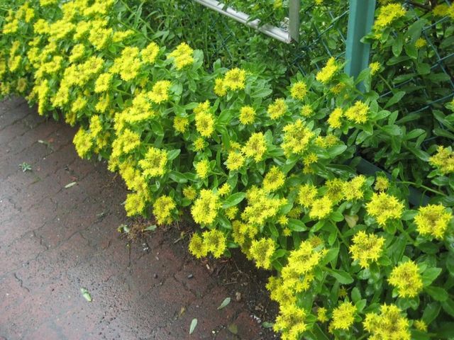 Green yellow nice flower