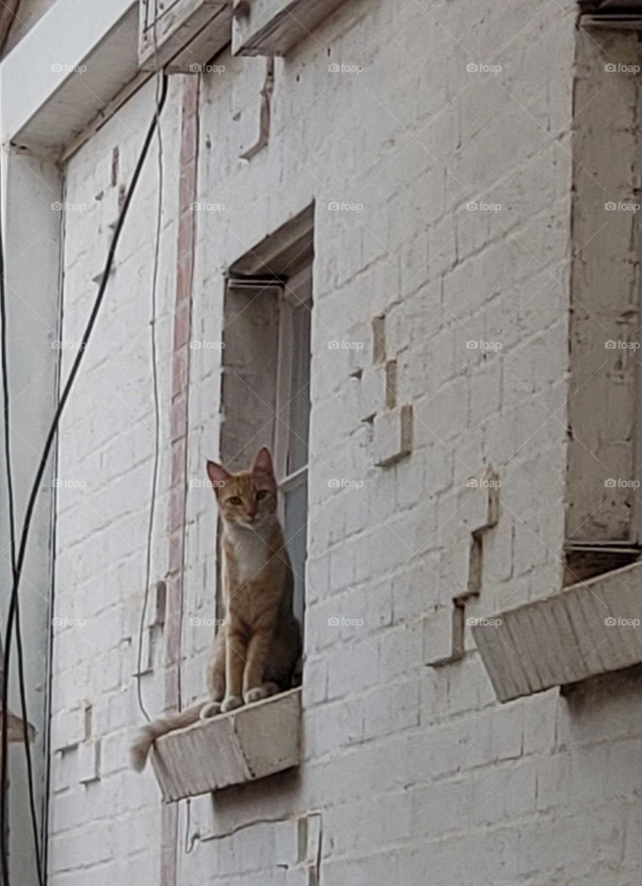 Marmee wants to come I to the house. she meows at the window.