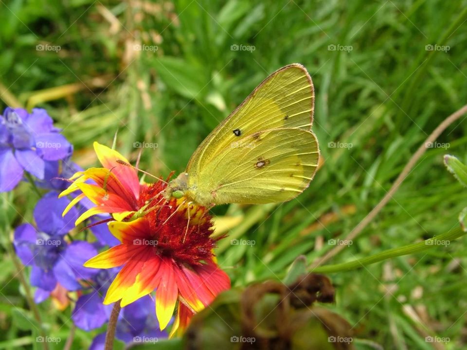 Colorful flower and butterfly. A butterfly or moth on a colorful flower